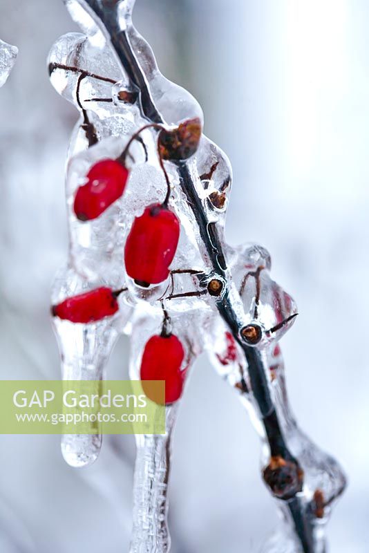 Berberis thunbergii 'Atropurpurea' in ice.