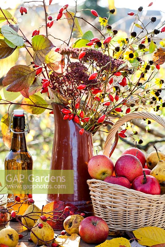 Harvest displays of apples 'Jonathan', pears Pyrus 'Brunnenbirne' and bottle of schnapps.