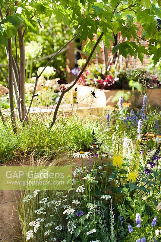 Perennial borders and raised beds in contemporary garden. Orlaya grandiflora, Stipa tenuissima, Echinacea purpurea 'White Swan', Eremurus, Agastache 'Blackadder', Salvia. Hampton Court Flower Show 2014. Space to Connect and Grow  Designer - Jeni Cairns with Sophie Antonelli