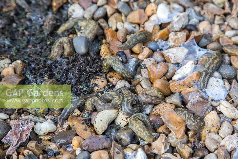 A large collection of Leopard Slugs - Limax maximus, found harbouring underneath a plant pot