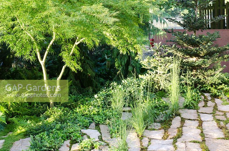 Acer palmatum dissectum 'Seiryu' - Green is the Colour, RHS Hampton Court Palace Flower Show 2014 - Design: Elinor Scarth 