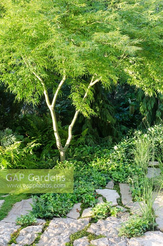 Acer palmatum dissectum 'Seiryu' - Green is the Colour, RHS Hampton Court Palace Flower Show 2014 - Design: Elinor Scarth and Etienne Haller