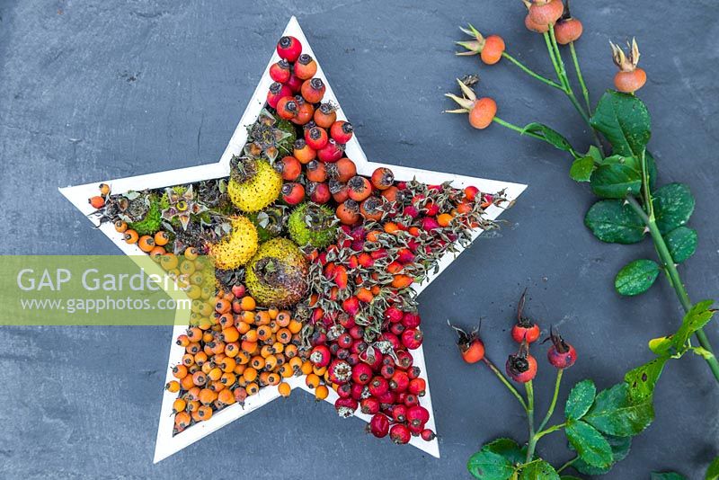 A floral arrangement containing a variety of Rose hips placed inside a white star, accompanied with Rose foliage