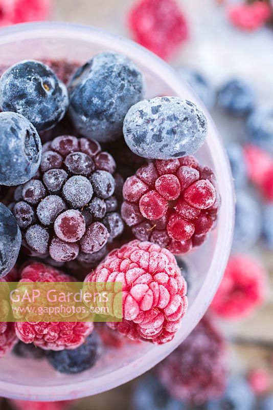 Frozen Summer Fruits. Plastic containers full of frozen foraged berries. Featuring Blueberries - Vaccinium, Raspberries and Blackberries - Rubus fruticosus