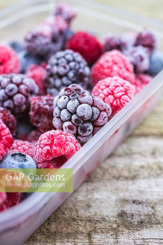 Frozen Summer Fruits. Plastic container full of frozen foraged berries. Featuring Blueberries - Vaccinium, Raspberries and Blackberries - Rubus fruticosus