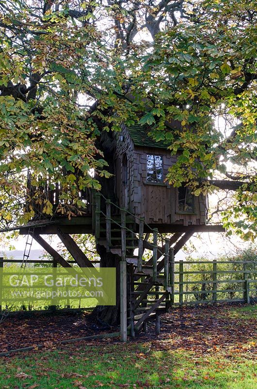 Tree house in Aesculus hippocastanum - Horse Chestnut