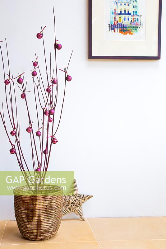 Cornus alba 'Kesselringii' decorated with purple baubles