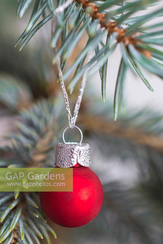 Matte red bauble hanging on Picea pungens 'Hoopsii'