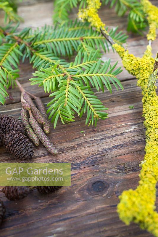 Prunus with lichen, Yew foliage and Alder cones with Catkins on a wooden surface