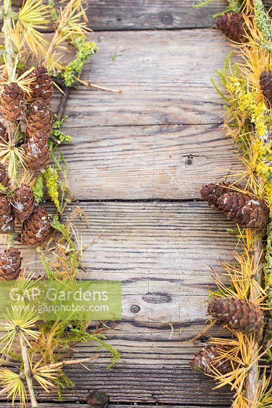 A border made up of larch foliage, prunus with lichen and moss - Bryophyta, against a wooden surface