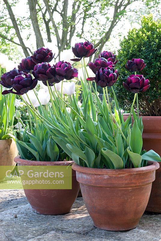 Tulipa 'Black Hero' in terracotta pots with Tulipa 'Angelique' behind