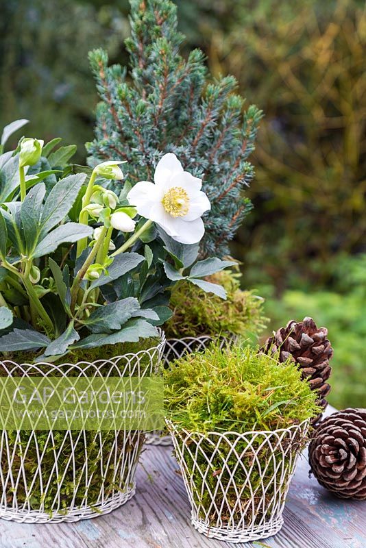 Helleborus niger 'HGC Wintergold' Helleborus Gold Collection, Picea pungens and Moss planted in wire containers