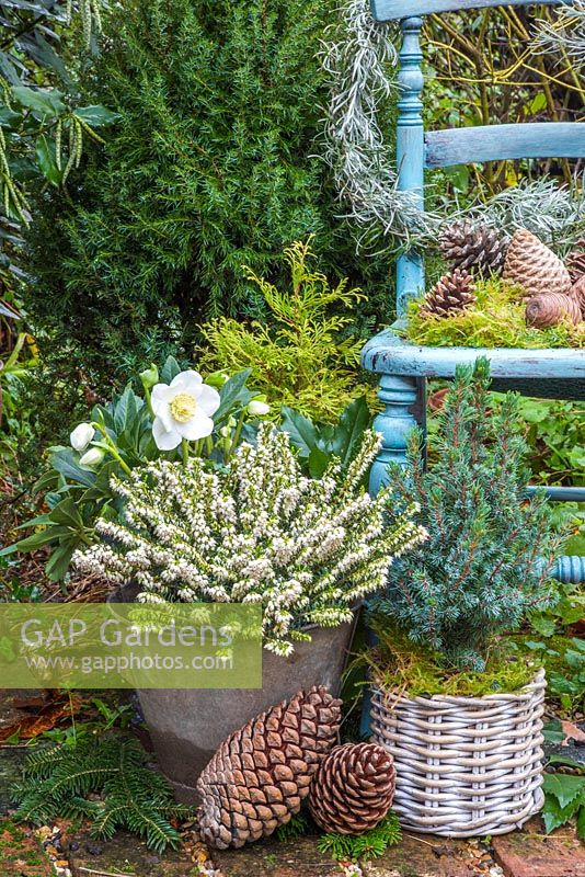 Floral display of Erica - Heather, Picea pungens, Helleborus niger 'HGC Wintergold' Helleborus Gold Collection, a Helichrysum italicum wreath and pine cones, with a vintage blue chair