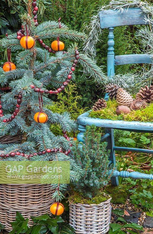 Floral display of Picea pungens 'Hoopsii' decorated with Clementines and Cranberries, Picea pungens, a Helichrysum italicum wreath and pine cones, with a vintage blue chair