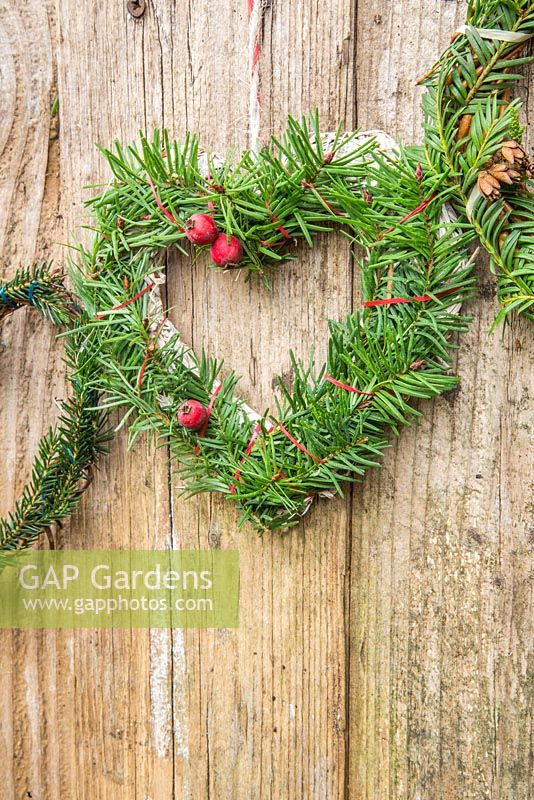 Mixed evergreen hearts hanging on a wooden door. Taxus baccata