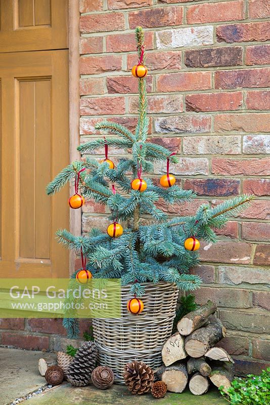 Picea pungens 'Hoopsii' in a wicker basket decorated with clementines