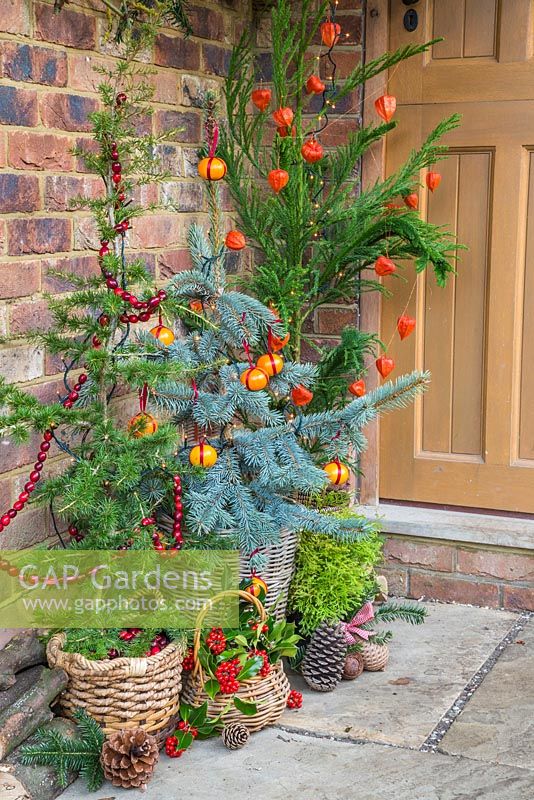 Christmas trees decorated with Clementines, Physalis and Cranberries. Picea pungens 'Hoopsii', Picea and Cedrus libani