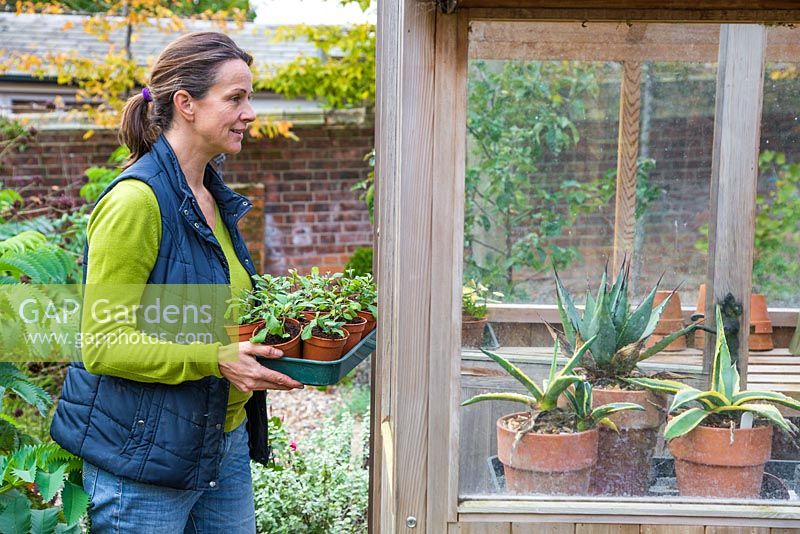 Woman storing Ceratostigma in a greenhouse