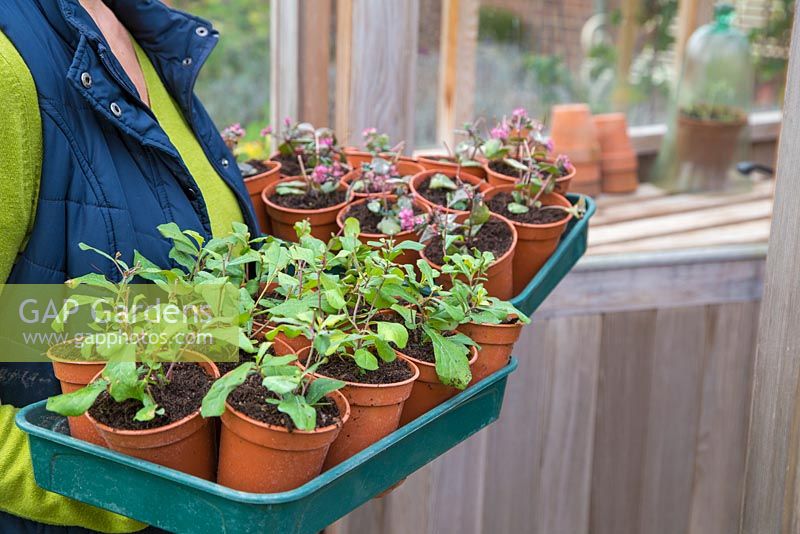 Woman storing ceratostigma and sedum 'Bertram Anderson' in a greenhouse