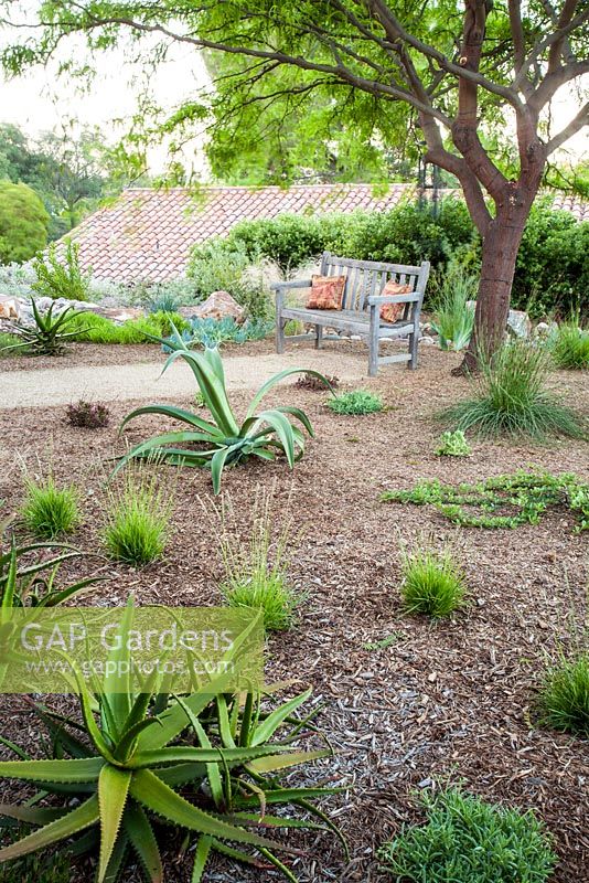 Aloe cameronii, Agave vilmoriniana 