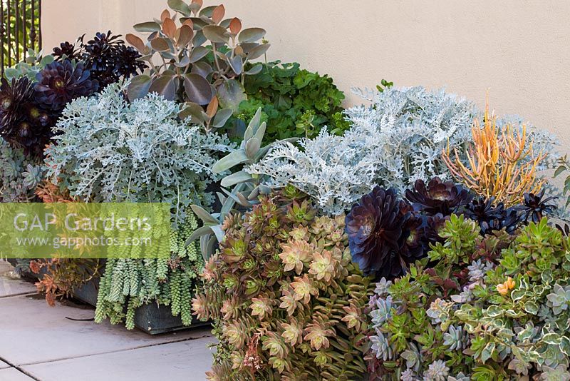 Containers filled with drought tolerant plants: 
Left - Sedum morganianum, Seneciio cineraria, Pelargonium peltatum, Kalanchoe orgyalis, Pelargonium peltatum, Aeoniums 
Right - Kalanchoe bracteata, Senecio cineraria, Euphorbia tirucalli 'Sticks on Fire', Crassula perfoliata var falcata, Aeonium decorum 'Cooperi', Aeonium 'Chocolate Chip', Portulacaria afra 'Variegata', Graptopetalum paraguayense, X Graptosedum 'California Sunset'
