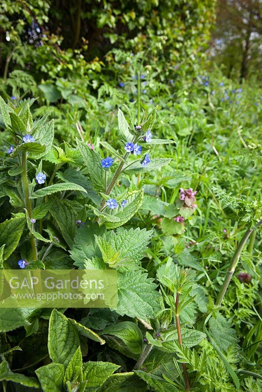 Green Alkanet and Red Dead Nettle with emerging cow parsley growing on a laneside verge. Pentaglottis sempervirens with Lamium purpureum.