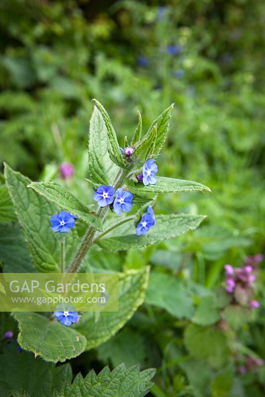Pentaglottis sempervirens with Lamium purpureum. Green Alkanet and Red Dead Nettle growing at the base of a laneside hedgerow. 