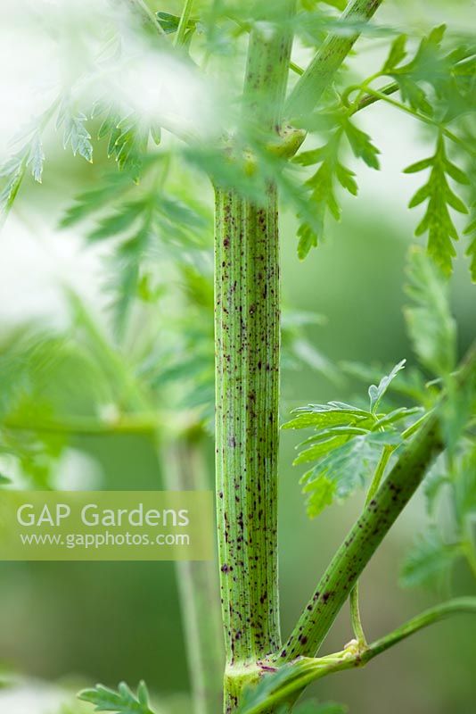 Conium maculatum - Poisonous Hemlock, showing stem markings which help identification. 