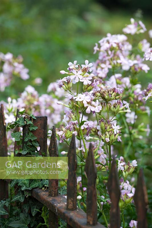Saponaria officinalis - Soapwort. Night scented and attractive to moths