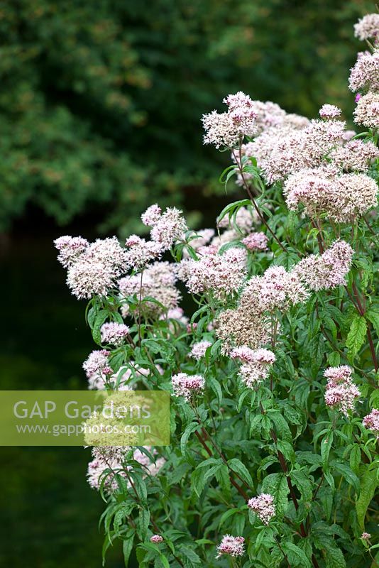 Eupatorium cannabinum - Hemp Agrimony growing wild by a canal bank in the Stroud valley. 
