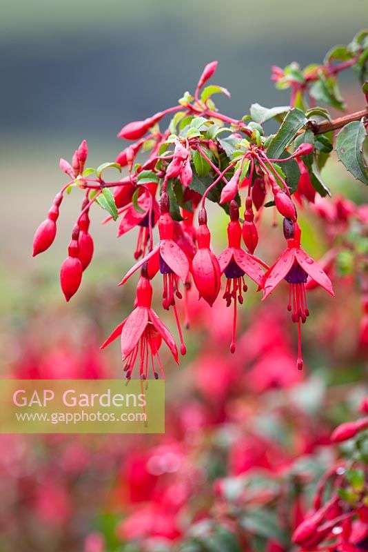 Fuchsia, a cultivar of F. magellanica, F. 'Riccartonii' also known as F. magellanica var. macrostema, a non-seeding widespread naturalised shrub with fatter buds and wider sepals - naturalised in Cornwall as a laneside hedge. 