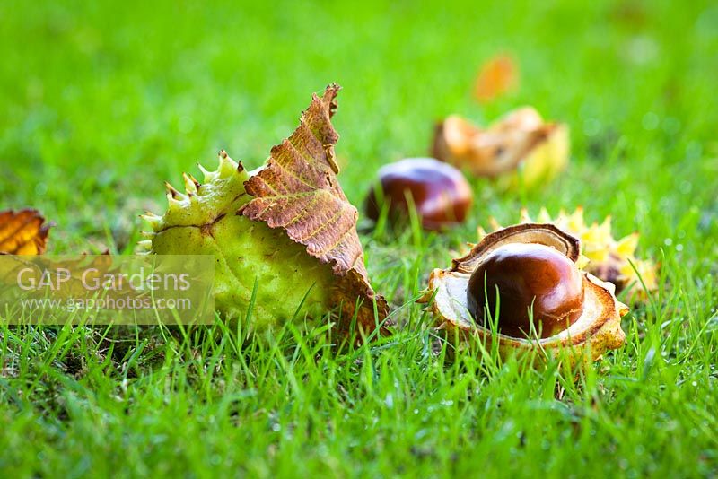 Aesculus hippocastanum. Conkers with casing fallen onto lawn. Common Horse Chestnut