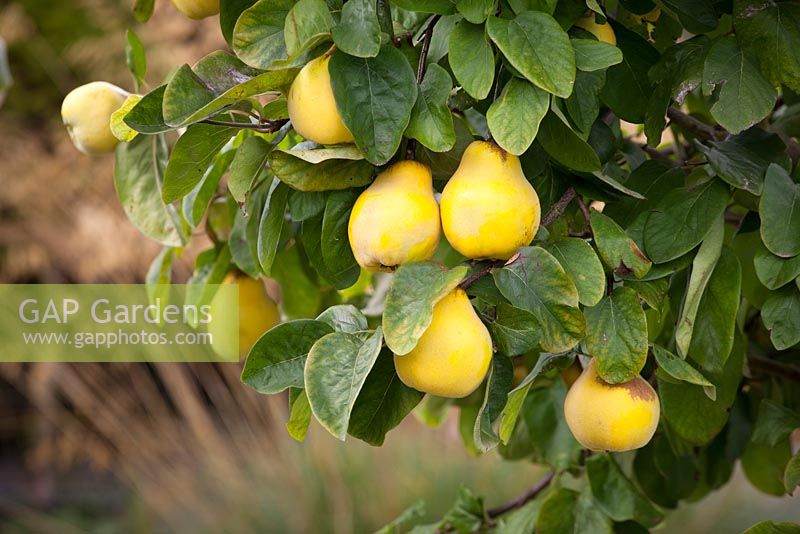 Cydonia oblonga 'Meech's Prolific' - Quince tree fruiting in autumn. 
