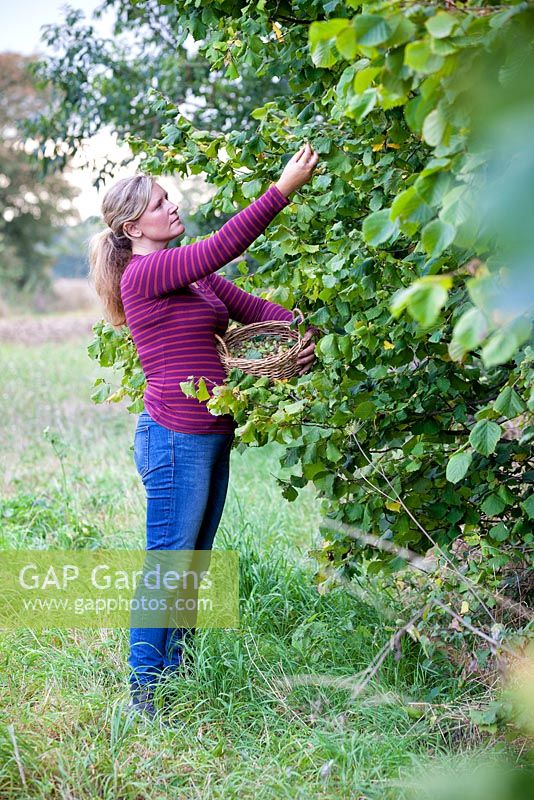Woman foraging for wild hazlenuts from the hedgerows. September.