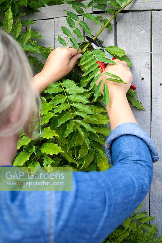Woman pruning long new wisteria shoots from current year's growth in August to maintain shape and encourage more flowers.
