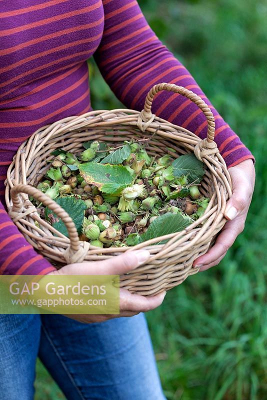 Woman holding a basket full of foraged hazlenuts in Autumn.