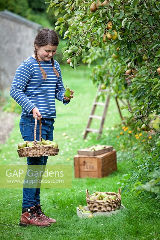 Young girl picking pears in the autumn. September.