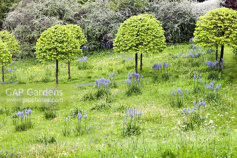 The meadow with avenue of Corylus colurna grown as standards and clipped into lollipops. Backgound hedge of Cotoneaster franchetii. Meadow planted with Camassia subsp leichtlinii  Caerulea Group and Primula veris - cowslips. Veddw House Garden, Monmouthshire, Wales. May 2014. 