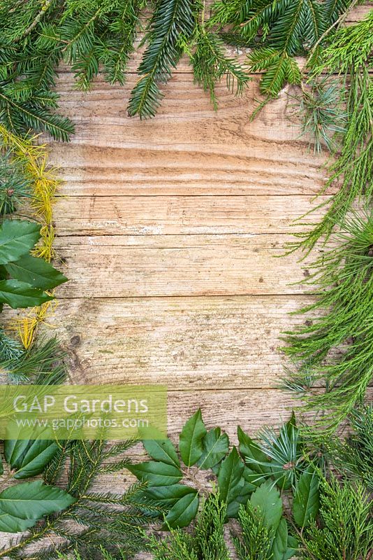 A border containing mixed evergreen foliage. Larch, lithocarpus, pine, conifer