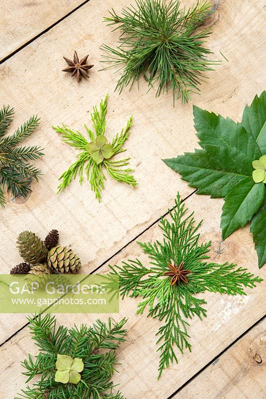 A variety of Christmas stars, made from foliage of various evergreen trees. Lithocarpus - Stone oak, Juniper, Conifer, Pinus and Sequoiadendron giganteum.