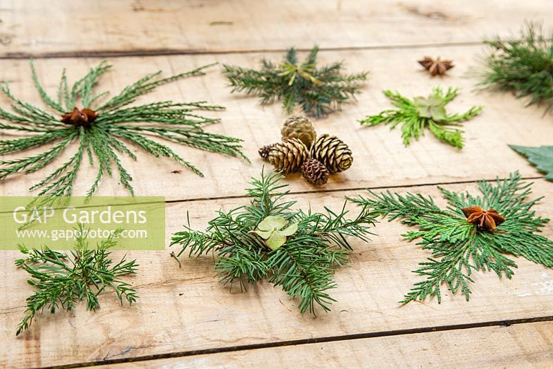 A variety of natural Christmas stars, made from foliage of various evergreen trees. Lithocarpus - Stone oak, Juniper, Conifer, Pinus and Sequoiadendron giganteum.