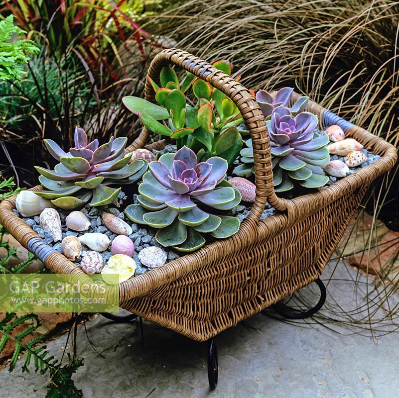 Old basket is filled with succulents and soil covered with mulch of gravel plus sea shells.