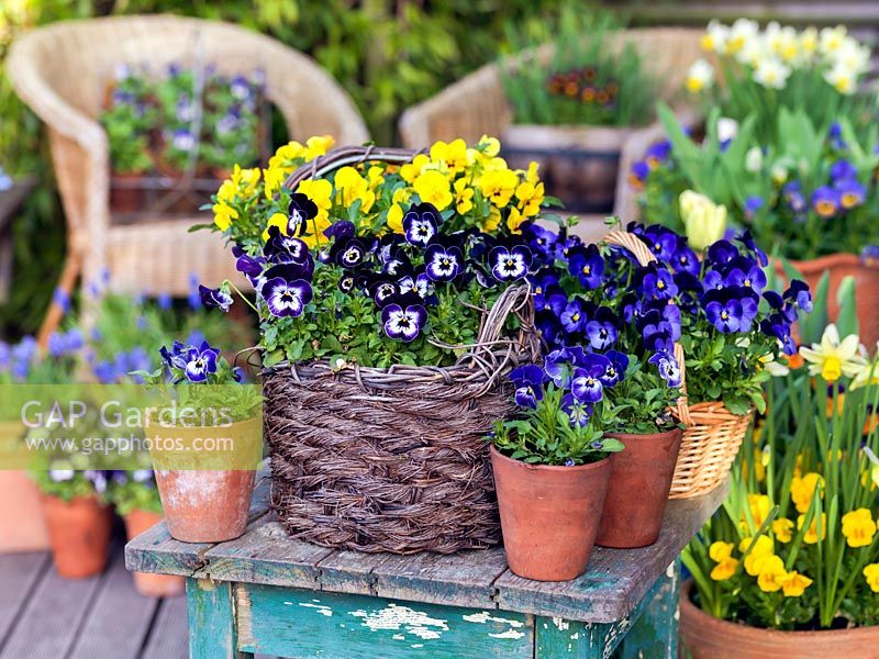 A bright spring container display of violas and Narcissus.