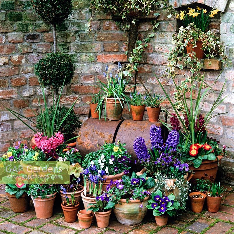 Spring bulbs in pots - hyacinths, iris, grape hyacinths, scillas, pansies, primulas, hellebores. Rusting garden roller. Narcissus in brick niche.