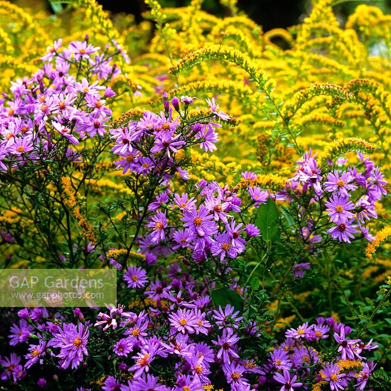 National Collection of autumn flowering asters. Striking blend of sulphur yellow Solidago rugosa 'Fireworks' with Aster 'Little Carlow' - cordifolius hybrid.