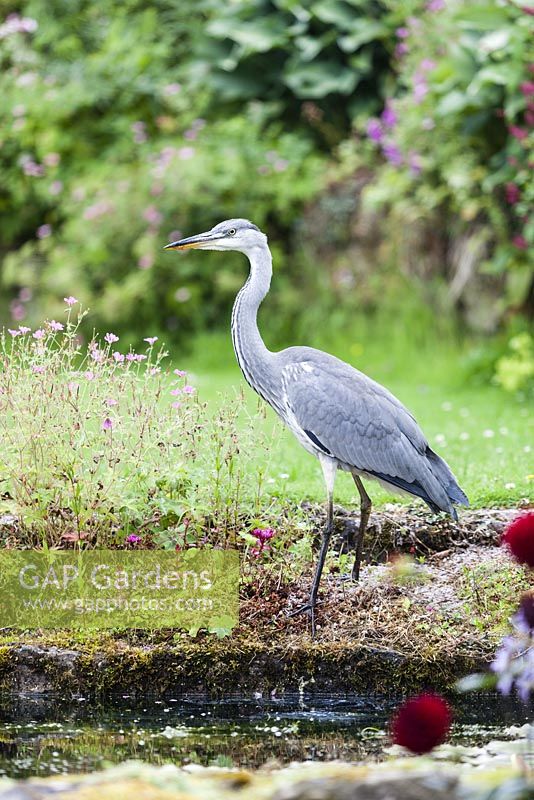 Grey Heron - Ardea cinerea at the pool. Veddw House Garden, Monmouthshire, Wales. 