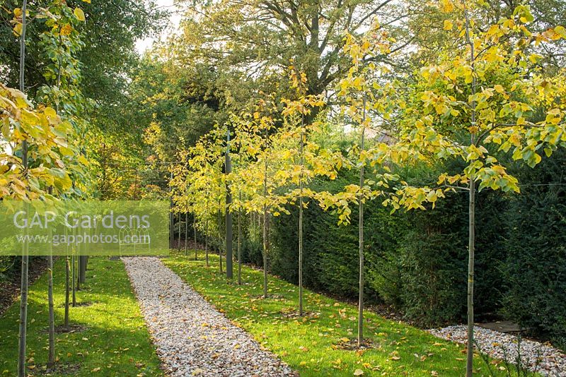 Recently planted avenue of pleached lime trees with training wires.