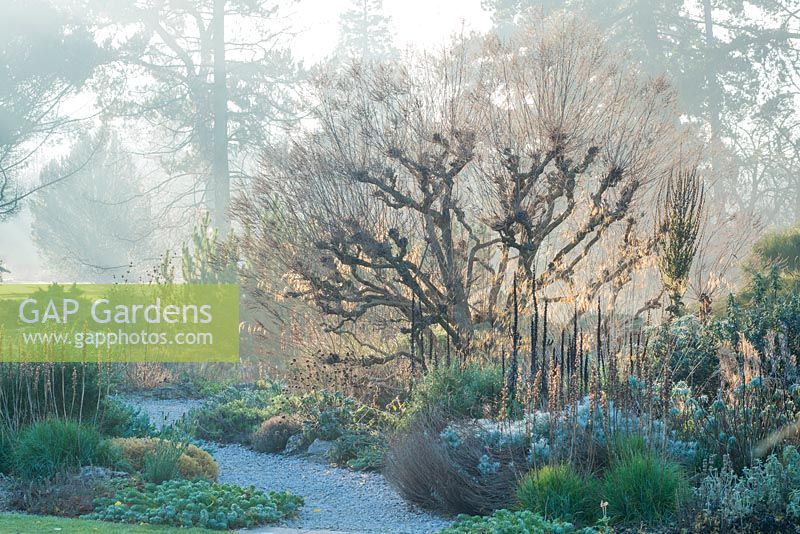 Mediterranean border in late autumn with seedheads backlit by setting sun. Pollarded Vitex negundo var. heterophylla, verbascum, Stipa gigantea, Salvia officinalis 'Purpurascens', thyme, Calamintha nepeta, cistus, fennel, santolina. Cambridge Botanic Gardens.