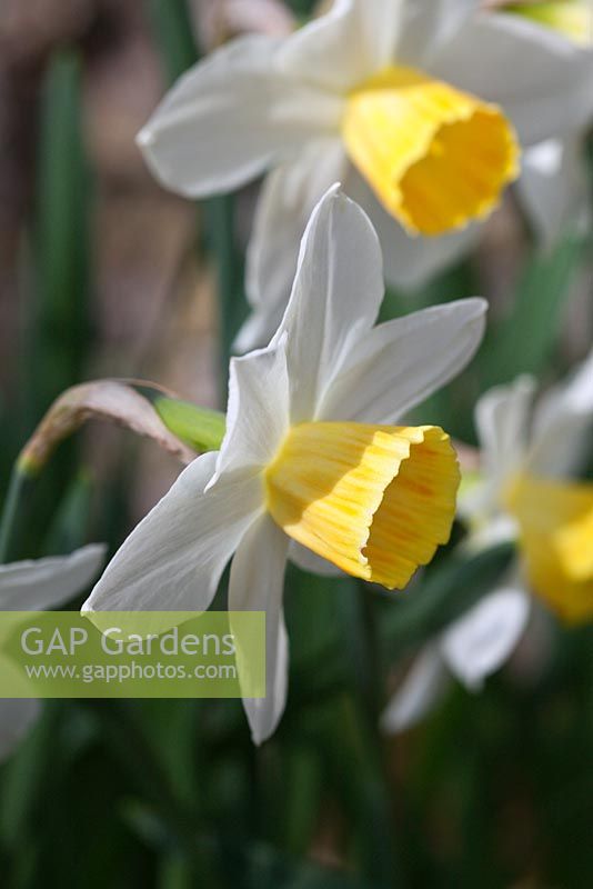 Narcissus 'Daviot'