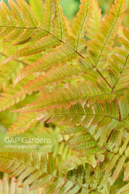 Dryopteris erythrosora AGM - Japanese shield fern, Buckler fern
